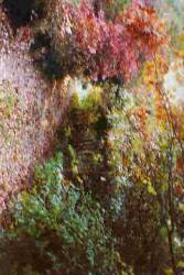 The Forgotten : To Walk the Forest Black